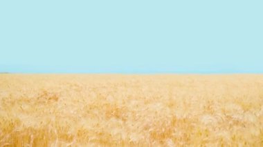 Açık mavi gökyüzü ve olgunlaşmış buğdaylı altın tarla Ukrayna bayrağı gibi. Ülkede barış ve refahın sembolü olarak mavi ve sarı renkler. Birleştirilmiş çekim
