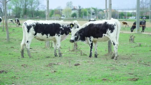 Vacas Brancas Com Manchas Pretas Lambem Umas Outras Pasto Com — Vídeo de Stock