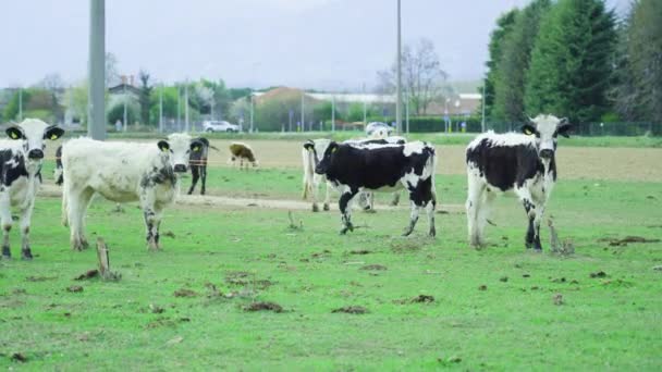 曇りの日に農村部のサイトで牧草地で黒と白の牛の放牧の群れ 緑の草や裸の木で牧草地を走る国内の若い動物 — ストック動画