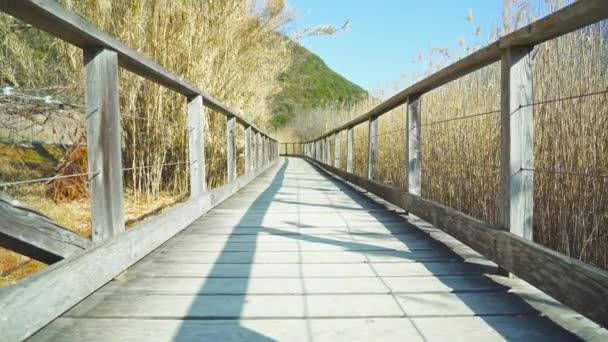 Long Wooden Footbridge Stretches Pond Dry Golden Reed Wild Nature — Stockvideo