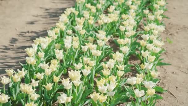 Los Tulipanes Blancos Frescos Crecen Fila Tambaleándose Ráfaga Viento Hermosas — Vídeo de stock