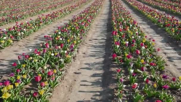Corredores Térreos Fileiras Com Tulipas Multicoloridas Plantação Crescimento Industrial Flores — Vídeo de Stock