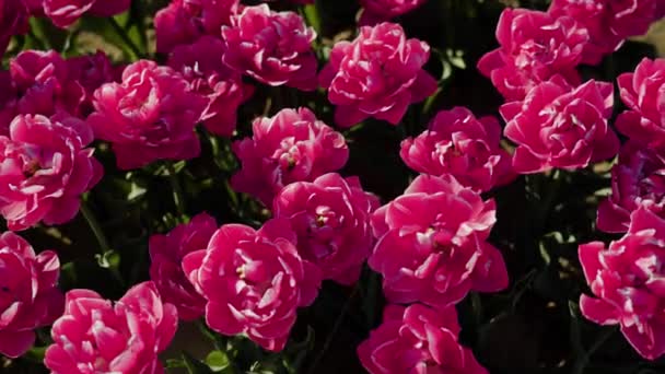 Schöne Doppeltulpen Mit Rosa Blütenblättern Wachsen Sonnigen Tagen Garten Blühende — Stockvideo