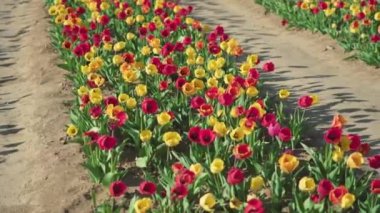 Renkli laleler, güneşli bahar günlerinde çiftlikte büyüyen hafif rüzgarda dalgalanıyor. Kırsal alanda ekilen pembe ve sarı çiçekler