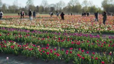 İnsanlar güneşli bir günde tarlada çiçek açan lalelerin yanında koridorlarda yürürler. Turistler ve bahçıvanlar çiçekleri seçip almak için kovalara koyarlar.