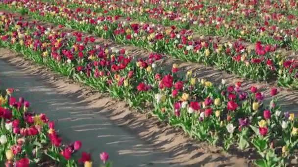 Длинные Ряды Разноцветных Тюльпанов Посаженных Вдоль Грунтовых Проходов Плантации Сельской — стоковое видео