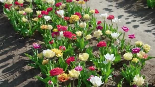 Luminosi Tulipani Doppi Con Foglie Verdi Lussureggianti Barcollano Nel Vento — Video Stock