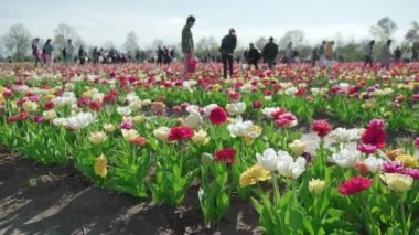 İnsanlar çiçek açan lalelerin arasında kırsal alanda yetişen güzel çiçeklere bakarak eğleniyorlar. İlkbaharda geleneksel turist eğlencesi