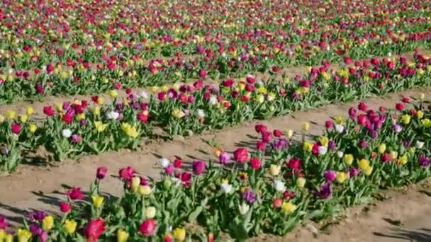 Plantation Long Flower Rows Ground Aisles Spring Multi Colored Tulips — Vídeos de Stock