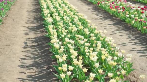 Білі Тюльпани Зеленим Листям Висаджені Довгий Ряд Сільські Плантації Квітучими — стокове відео
