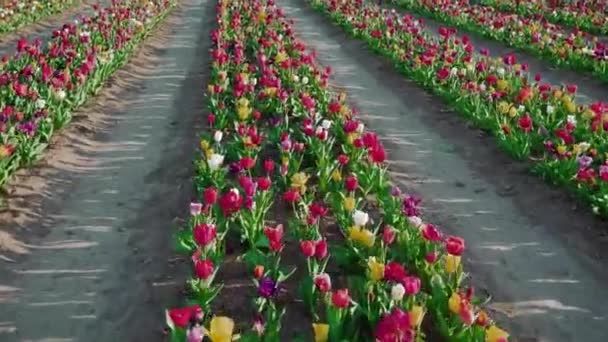Motion Tulips Different Colors Growing Long Rows Ground Aisles Farm — Video Stock