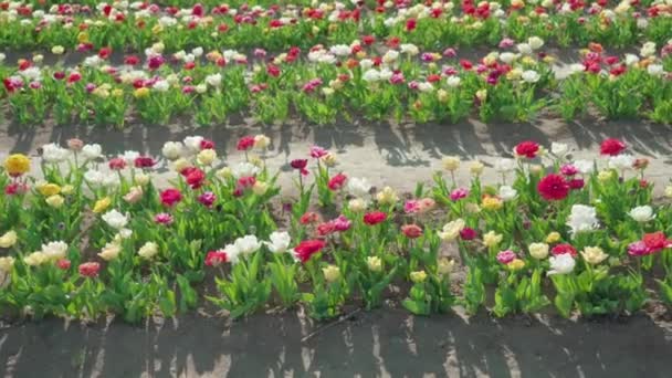 Dubbele Tulpen Geplant Lange Rijen Zonnige Lentedag Multi Gekleurde Bloemen — Stockvideo