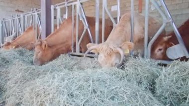 Domestic cows eat hay put in large heaps in manger for feed on rural farm. Hungry animals stick heads through metal fencing to reach food closeup