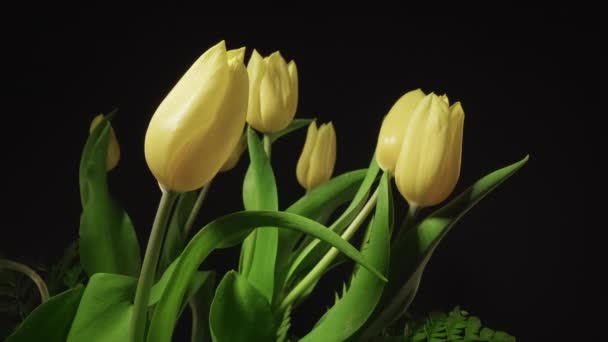 Bright Yellow Tulips Closed Petals Lush Green Leaves Black Background — Wideo stockowe