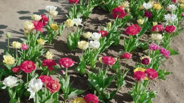 Multi Colored Flowers Planted Row Spring Garden Sunny Day Blooming — Vídeos de Stock