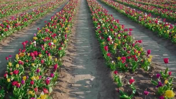 Bloeiende Tulpen Groeien Het Voorjaar Plantages Het Platteland Meerkleurige Bloemen — Stockvideo