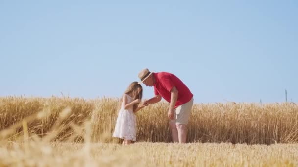 Grandpa Helps Granddaughter Collect Wheat Grains Ripe Spikelets Blonde Little — стоковое видео