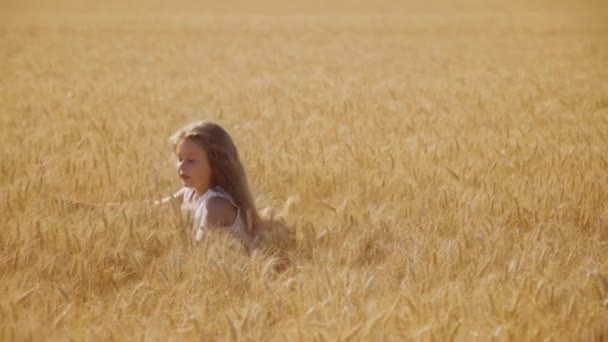 Holčička Dlouhými Světlými Vlasy Běhá Pšeničném Poli Vysokými Zlatými Hřeby — Stock video