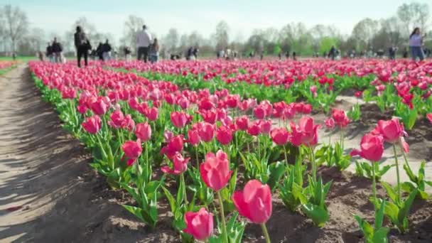 People Walk Aisles Long Rows Pink Tulips Growing Large Field — ストック動画