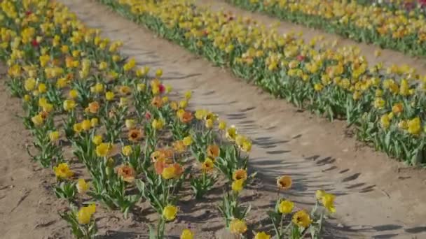 Bright Yellow Tulips Green Leaves Shake Strong Wind Sunny Day — Vídeo de stock