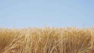 Golden spikelets of ripe wheat wave in light wind in agricultural field against clear blue sky. Summer harvest in countryside closeup