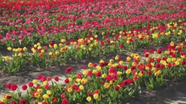 Pink and yellow tulips planted in long rows on field for sale on windy weather. Colorful flowers with green leaves wave in wind on sunny day