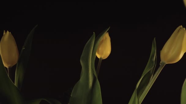 Красиві Жовті Тюльпани Закритими Пелюстками Зеленим Листям Темному Тлі Свіжі — стокове відео