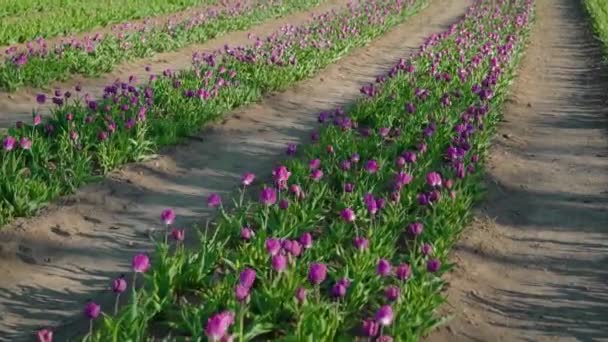 Bright Purple Tulips Wave Wind Growing Long Rows Ground Aisles — Wideo stockowe