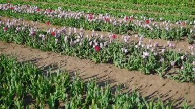 Light violet and bright pink tulips grow in long rows on plantation in sunny spring weather. Blooming flowers growing for sale on farm