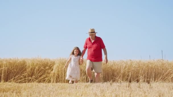 Grandpa Takes Hand Granddaughter Walking Golden Wheat Field Blue Sky — Stock Video