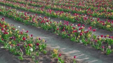Blooming tulips planted in long rows on industrial plantation in spring. Bright multi-colored flowers wave in light wind growing on sunny day