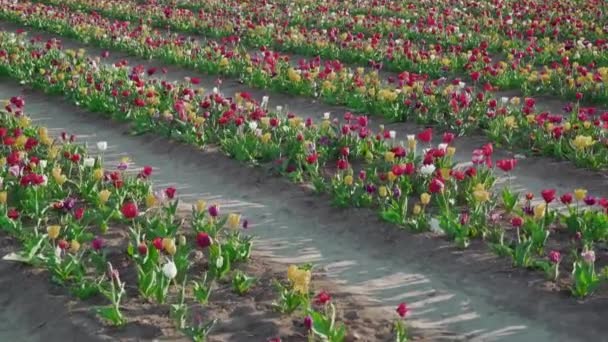 Blooming Tulips Planted Long Rows Industrial Plantation Spring Bright Multi — Wideo stockowe