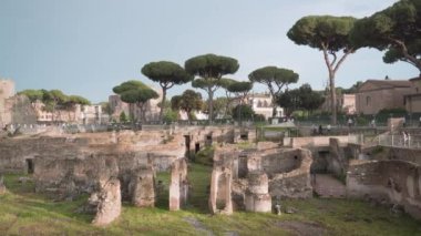 Ancient ruins of Antique Rome near exotic green trees against clear blue sky. Cultural heritage and popular tourist destination in Italy