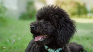Black poodle dog lying on the grass with tongue out