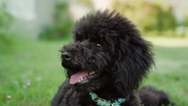 Black Poodle Dog Lying Grass Tongue Out — Stockvideo