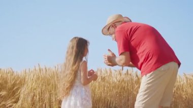 Senior man and little girl collect grains from wheat spikelets standing in golden ripe field. Grandpa and granddaughter enjoy time in countryside