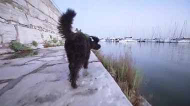 Black poodle dog on a leash at the lake