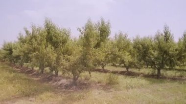 Lush peach trees with green leaves grow in rows in rural garden under cloudy sky. Plantation with fruit plants in countryside on summer day