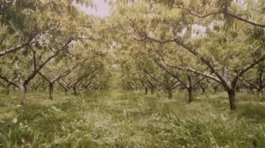 Grassy aisle with lush peach trees growing in long rows in orchard at rural site. Vegetation and greenery on summer day in countryside