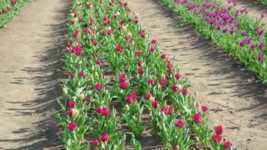 Bright pink tulips with lush green leaves planted in long row on rural plantation. Beautiful flowers grow and bloom on sunny day