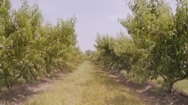 Kırsal kesimde sıra sıra büyüyen yemyeşil meyve ağaçları arasındaki çimenli koridor. Güneşli yaz gününde kırsalda şeftali yetiştirmek