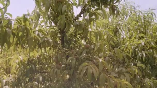 Bujne Brzoskwiniowe Drzewo Zielonymi Liśćmi Oświetlone Światłem Słonecznym Pod Czystym — Wideo stockowe