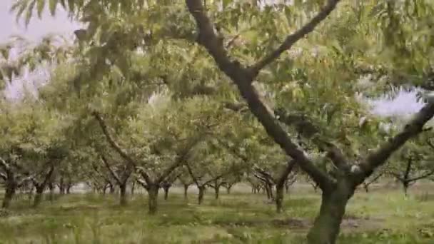 Plantação Rural Com Árvores Pêssego Crescendo Longas Fileiras Dia Nublado — Vídeo de Stock