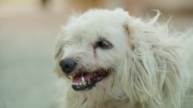Yaşlı beyaz bir köpeğin ağzı.
