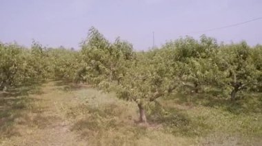 Yeşil yaprakları olan yemyeşil şeftali ağaçları yaz günü bulutlu gökyüzünün altında güçlü rüzgarda sallanıyor. Meyve ağaçları kırsal alanlarda sıra sıra yetişir.