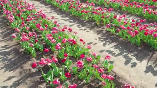 長い列の田園地帯で成長する強い風の中でピンクのチューリップの波 緑の葉を持つ花は販売のために球根を成長させる — ストック動画