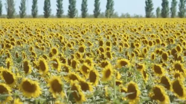 Красивое Поле Желтых Подсолнухов — стоковое видео