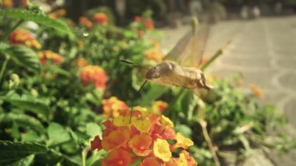 Galyum Sfenks Şehirde Uçar Çiçeğin Üzerinde Yer — Stok video