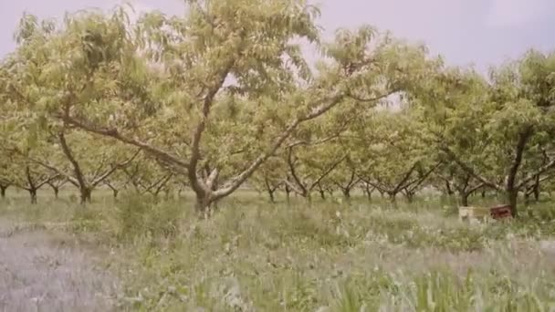 Groene Perzikbomen Groeien Lange Rijen Landelijke Plantages Bij Winderig Zomerweer — Stockvideo