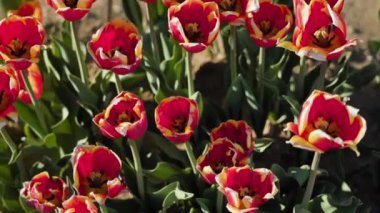 Bereketli yeşil yapraklı renkli laleler güneşli bir günde bahar bahçesinde büyürler. Güzel çiçekler hafif rüzgarda dalgalanıyor.